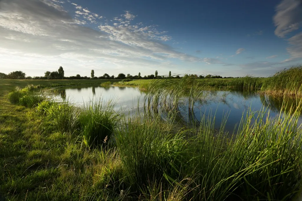 View over the lake at Ouse Fen, a calm body of water surrounded by reeds and rushes